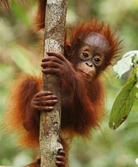 Endangered Animals In Borneo Rainforest Rainforest Animal