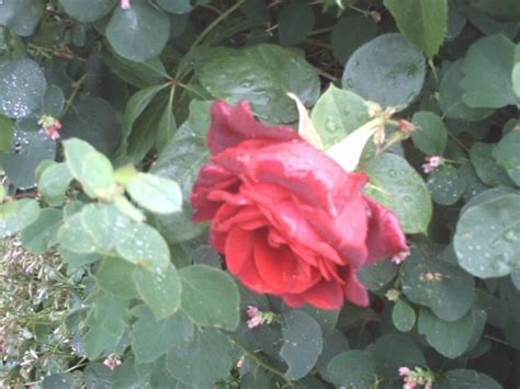 Free Picture Red Rose Flower Details Imge