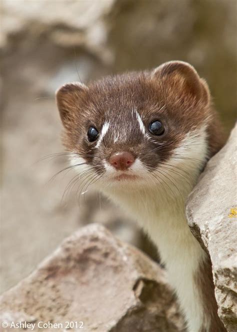 Stoat Kit Photo By Ashley Cohen At Rspb Conwy Cute Animals Animals