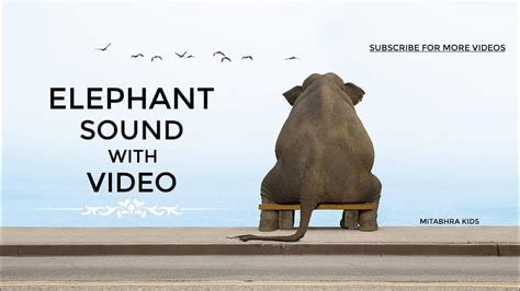 Elephant Sound Effect Elephant Trumpeting Elephant Video Youtube