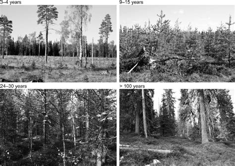 Forest Succession Stages In 2006 Download Scientific Diagram