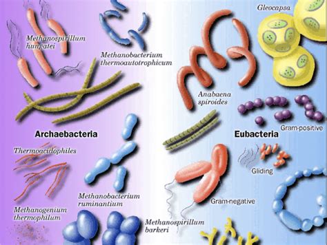 Groups Of Bacteria The Microbiologist
