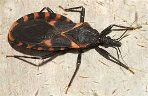 Bug Parasite Seen As No Problem In State
