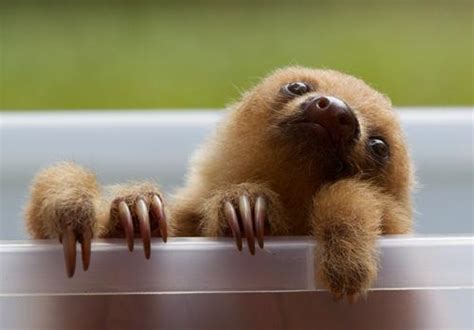 42 Baby Sloth Wallpaper Wallpapersafari