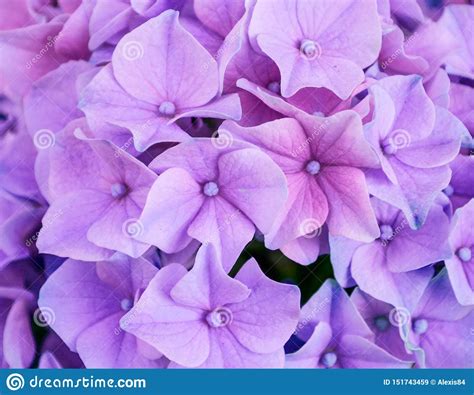 Purple Flowers Macro Stock Image Image Of Bell Beauty 151743459
