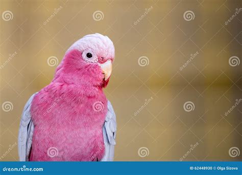 Beautiful Pink Parrot Stock Photo Image Of Jungle Parrot 62448930