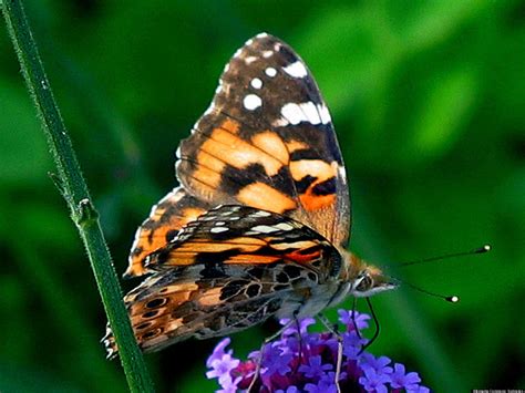 Painted Lady Butterfly Migration Route Stretches From Europe To Africa