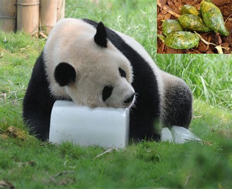 Secretul Celui Mai Scump Ceai Din Lume Excrementele De Panda