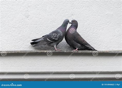 Cute Pigeons Dove Playing Kissing On A House Stock Image Image Of