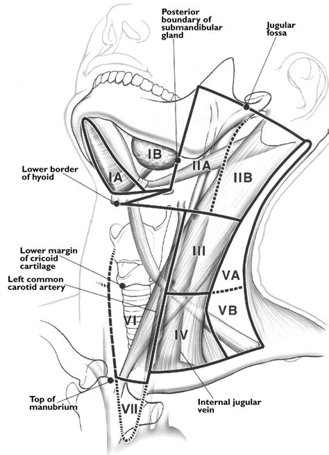 Back Of Neck Anatomy Lymph What Causes Pain Below My Jaw On The Right