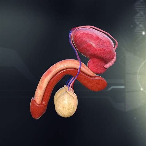 The prostate is a partly glandular, partly fibromuscular organ which lies beneath the bladder and above the urogenital diaphragm, and is penetrated by the proximal. Human Male Internal Organs Anatomy 3d model - CGStudio