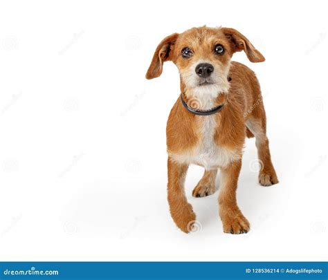 Small Terrier Dog Walking On White Stock Photo Image Of Animal