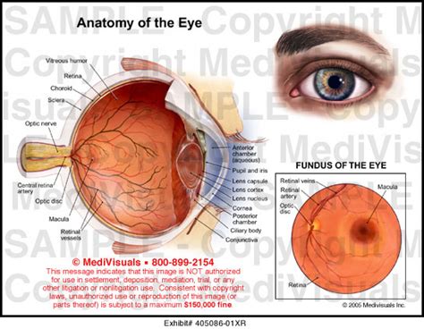 Anatomy Of The Eye Medical Illustration Medivisuals