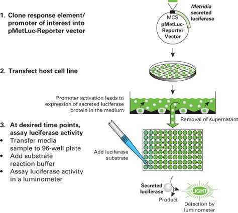 Luciferase ReportersReady To Glow Secreted Luciferase Assay