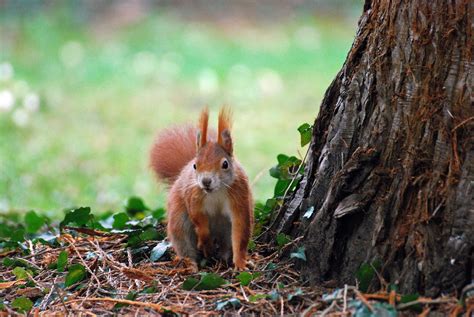 Fond Décran Des Arbres Forêt Animaux La Nature Herbe écureuil