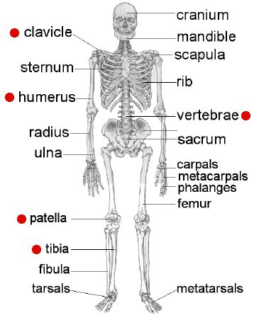 Main bones of the skeletal system. Name Dem Bones - online quiz matching real bone names to ...