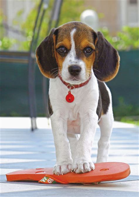 Snaps Cute Beagle Puppy Jigsaw Puzzle
