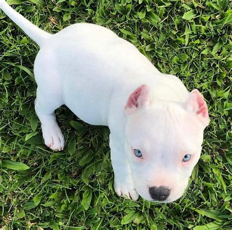 Đáng Yêu Pitbull Dogs Cute Những Chú Chó Nhỏ Xinh đáng Yêu