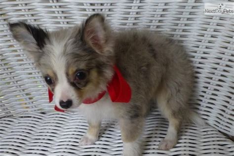 The cheapest offer starts at £1,350. LONG HAIR BLUE MERLE CHIHUAHUA | Chihuahua puppies for ...