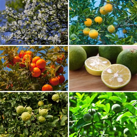 Cold Hardy Citrus Plants Varieties And Where They Grow Gardensall