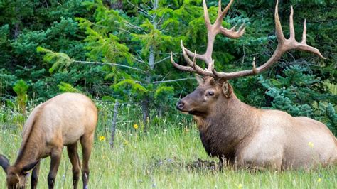 Jaspers Largest Bull Elk Seen So Far Youtube