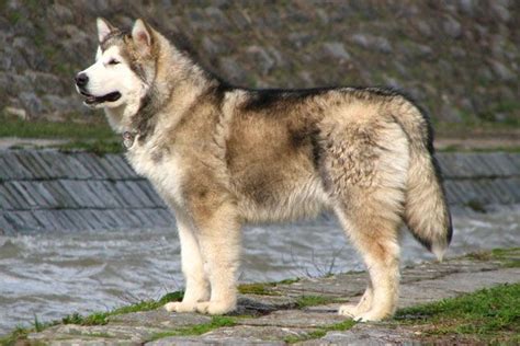 Find alaskan malamute in canada | visit kijiji classifieds to buy, sell, or trade almost anything! 82 best My Future Malamute images on Pinterest | Siberian ...