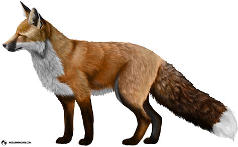 Fox Png Transparent Foxpng Images Pluspng