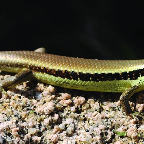 Penang ist ein bundesstaat malaysias, welcher die gleichnamige insel sowie einen küstenstreifen beinhaltet. Abb. 1: Lygosoma bowringii von der Insel Penang ...