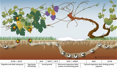 Lawns New York State Ipm Program