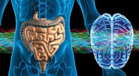 The Second Brain The Gut Brain Link Influences Memory And Learning