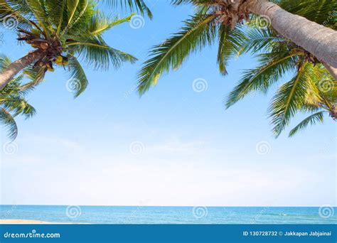 Coconut Palm Tree On Tropical Beach Seascape In Summer Stock Photo