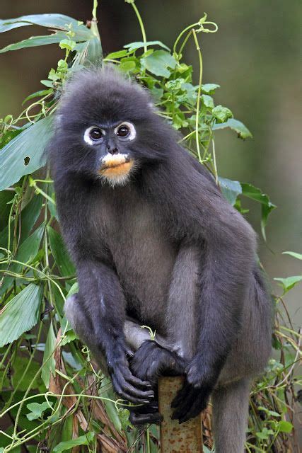 Theanimalblog Spectacled Leaf Monkey Photo By Malaysian Wildlife