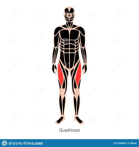 Muscular System Legs Stock Vector Illustration Of Physical 213585241