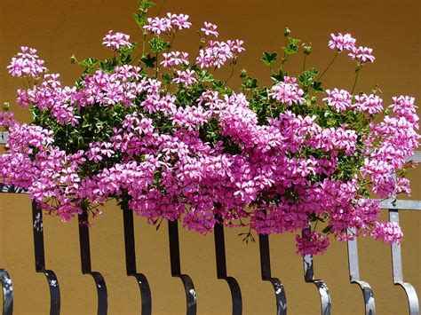 Geranium Flowers Pink Ornamental Plant Balcony Plant Pelargonium