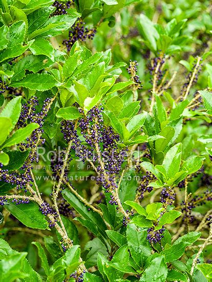 Mahoe Tree Leaves And Purple Berries Or Fruit In Tree Canopy Melicytus