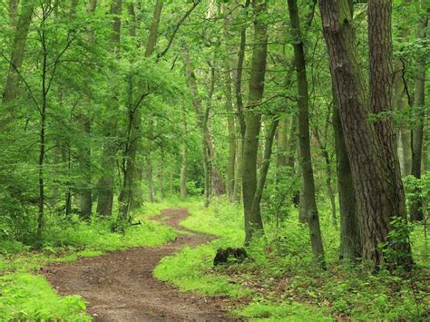 Forest Desktop Backgrounds Wallpaper Cave