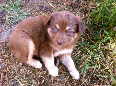 Australian Shepherd Puppy Red Tri Male For Sale In Cotati California