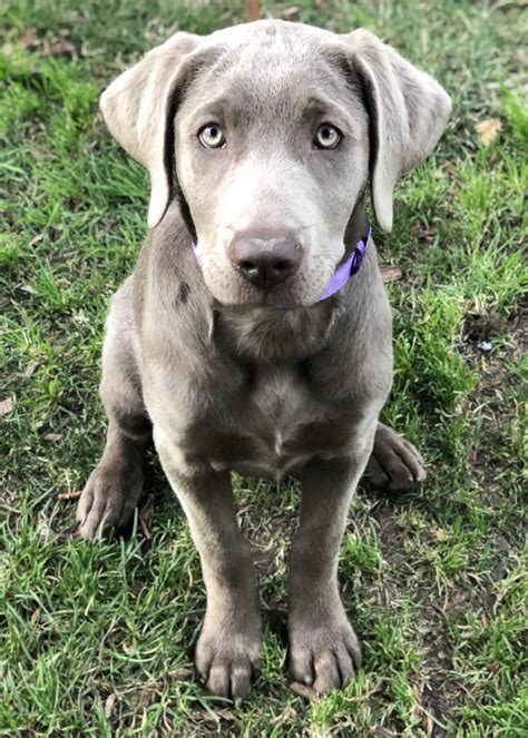 We dive silver lab genetics, history, puppy prices and more in this article. Silver Labrador Retriever, Silver Lab Puppy, female ...