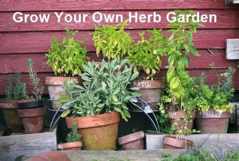 Grow Your Own Herb Garden The Homestead Survival