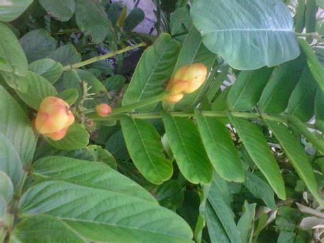 And the mountains bow and the bulls kowtow. Bak Yaad Skin Care: Does the "King of the Forest" plant ...