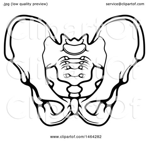 Clipart Of A Black And White Human Pelvis Royalty Free Vector