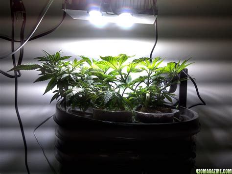 Diy solderless 60w cree led aquarium light 60w led grow. Cree DIY COB LED? Why do people use white lights?