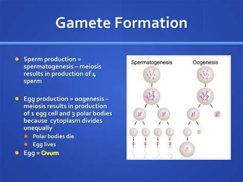 Ppt Meiosis And Sexual Reproduction Powerpoint Presentation Id654459