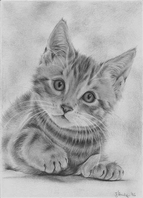 Cute Cat Drawing By Jandy
