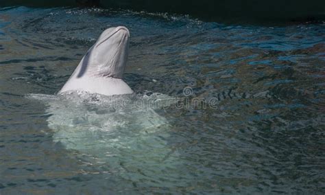 Uma Baleia Da Beluga Baleia Branca Na água Foto De Stock Imagem De
