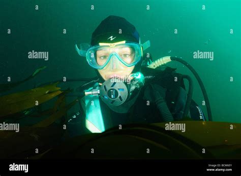 Woman Scuba Diver Breathing On Regulator In Kelp Forest Hi Res Stock