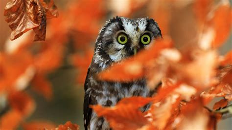 Owl Bird Glance Branch Leaves 4k Hd Wallpaper
