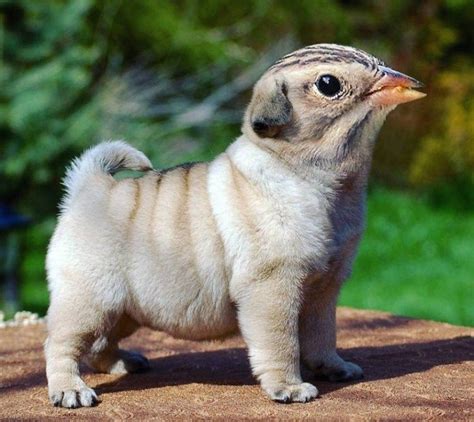 30 Times Animals Turned Into Strange Hybrid Creatures In Photoshop