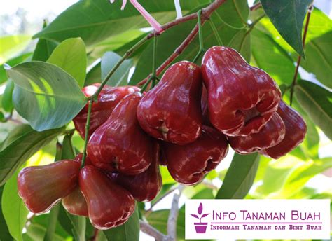 Bibit Jambu Air Citra Rasa Manis Segar dengan Warna Buah