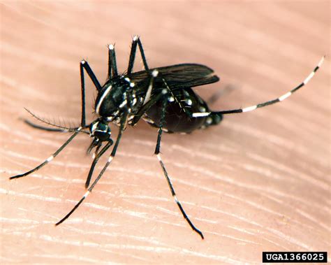 Asian Tiger Mosquito Aedes Albopictus Diptera Culicidae 1366025